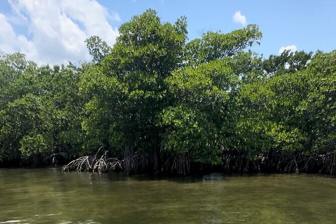 clear-kayak-john-d-macarthur-state-park-w-guide-singer-island