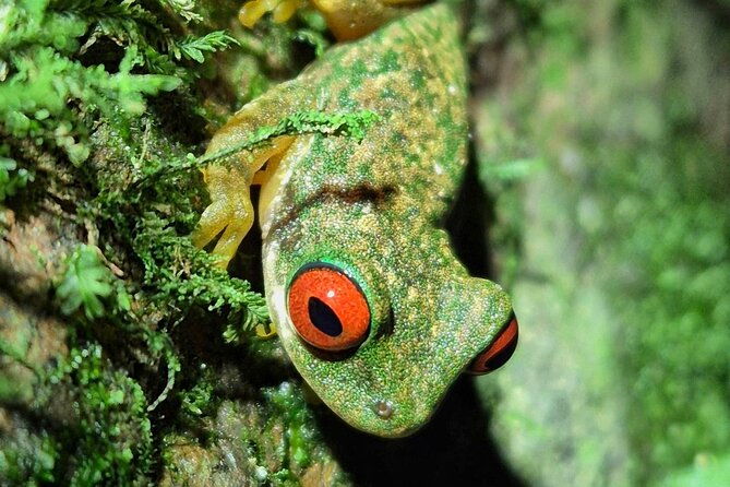cloud-forest-wonders-guided-tour