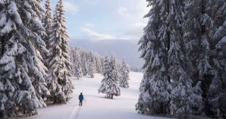 colorado-backcountry-guided-snowshoe-tour