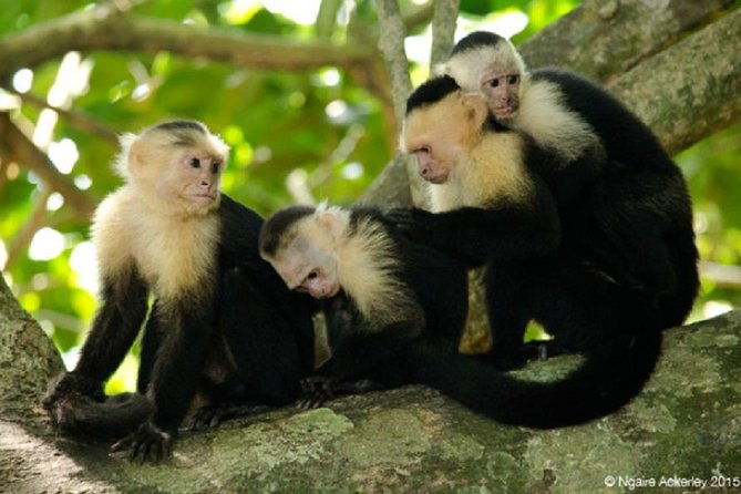corcovado-national-park-one-day-tour
