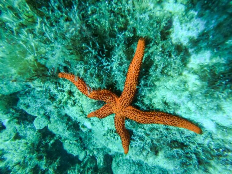costa-brava-sea-caves-kayaking-and-snorkeling-tour