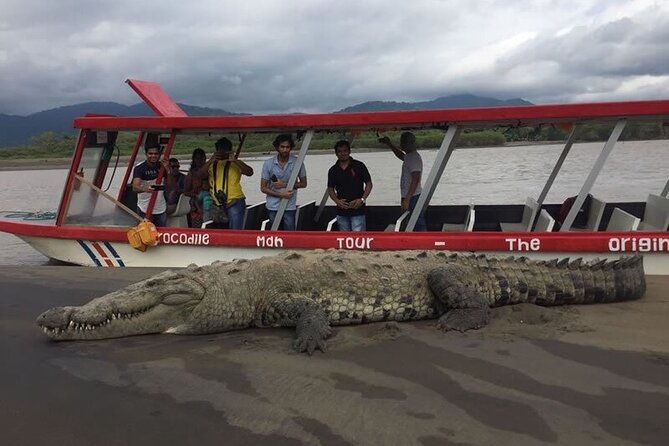 crocodiles-safari-zipline-adventure-private-sightseeing-tours-2