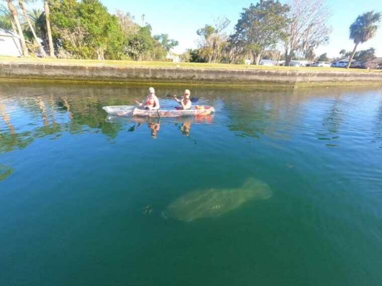 crystal-river-vip-clear-kayak-springs-and-manatee-ecotour