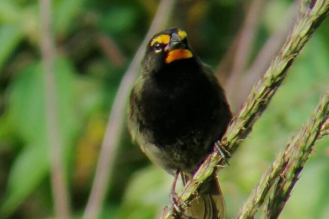 curicancha-birdwatching-tour-2