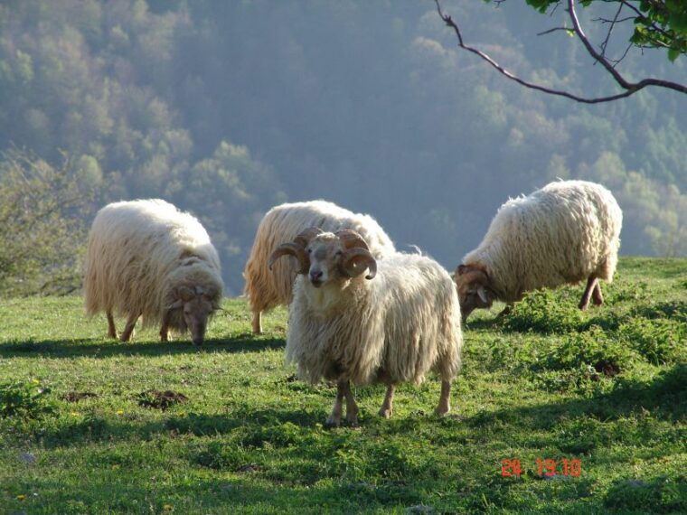 discover-the-art-of-idiazabal-cheese-in-the-basque-country