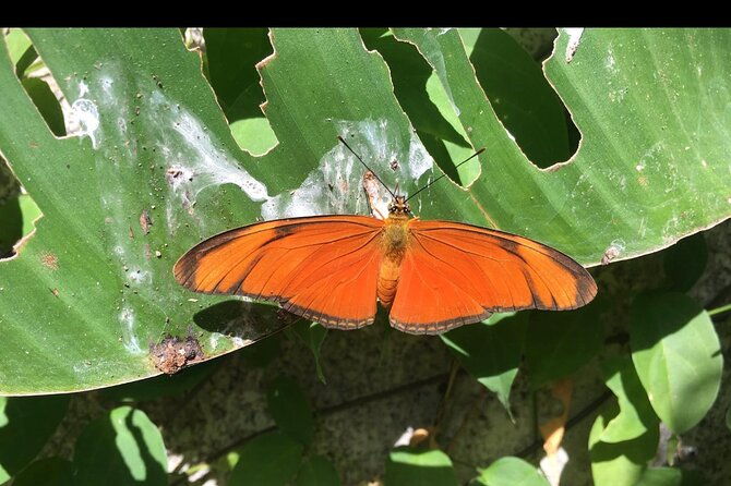 discover-the-butterflies-of-costa-rica