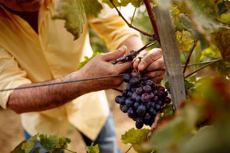 discover-the-secrets-of-wine-in-the-algarve