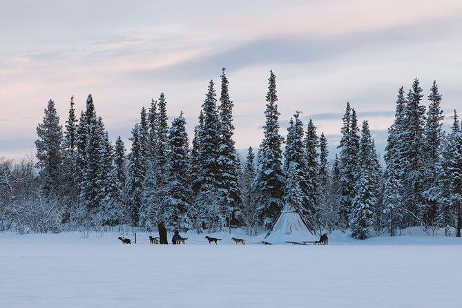 dog-sledding-excursion-to-kiruna