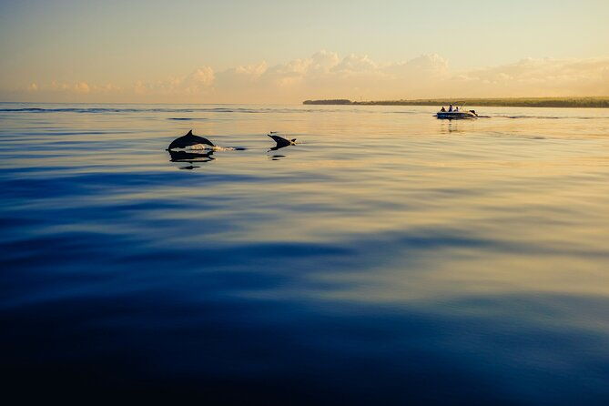 dolphin-adventure-in-sotogrande-with-drink-included