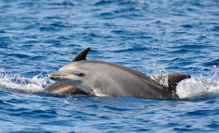 dolphin-kayak-safari-at-sunset-at-golfo-aranci