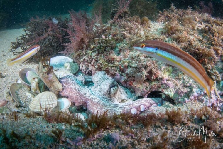 double-scuba-dive-on-a-marine-reserve