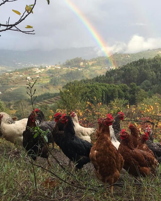 douro-valley-traditional-cooking-class-and-farm-tour
