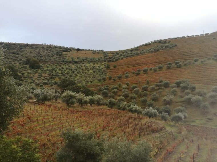 douro-valley-wine-tour-with-traditional-lunch