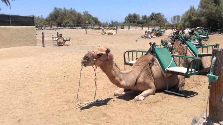 e-bike-city-tour-with-camel-safari-on-maspalomas-sand-dunes