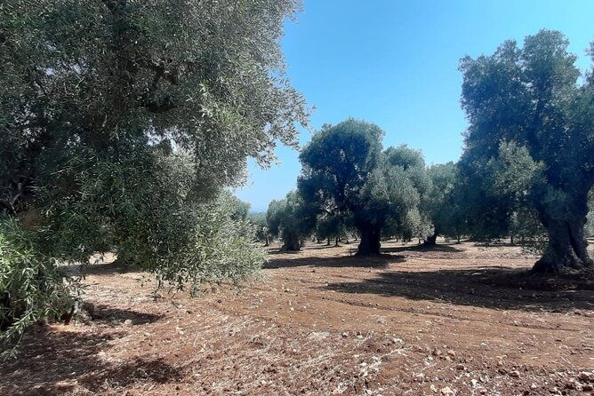 e-bike-tour-in-ostuni-the-centuries-old-olive-trees-and-the-rock-village