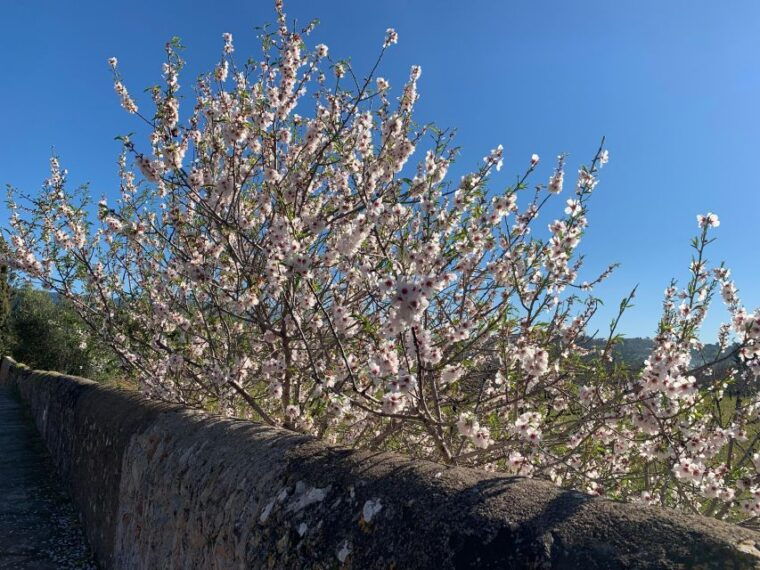 embrace-the-enchantment-of-mallorcas-almond-blossom-season