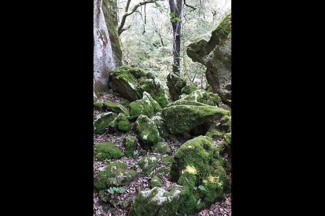 enchanted-forest-hike-and-wine-tasting-private-tour