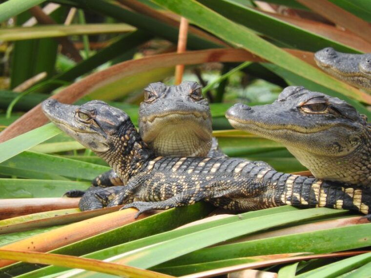 everglades-day-safari-from-fort-lauderdale