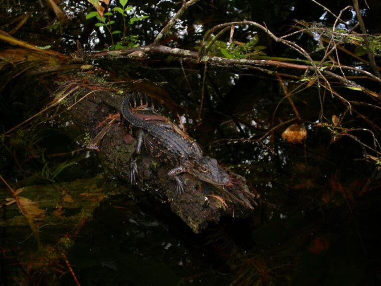 everglades-day-safari-from-sanibel-fort-myers-naples