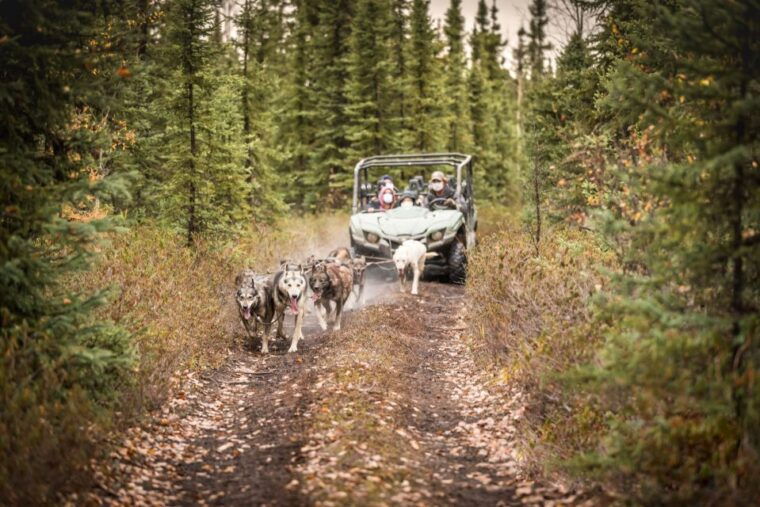fairbanks-dog-mushing-through-fall-landscapes-on-a-utv