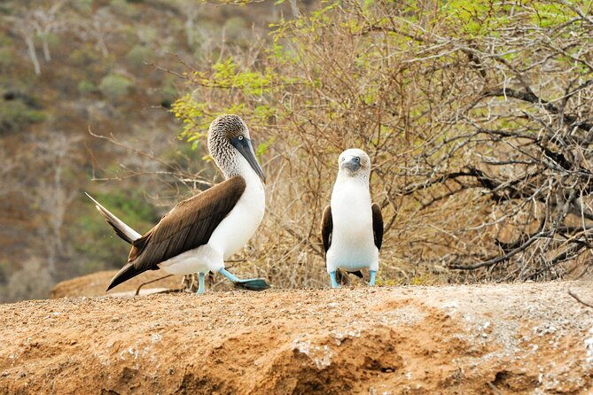 floreana-island-full-day-tour-including-hiking-and-snorkeling