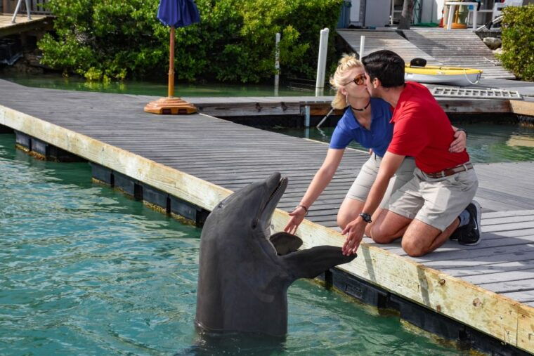 florida-keys-dockside-dolphin-experience