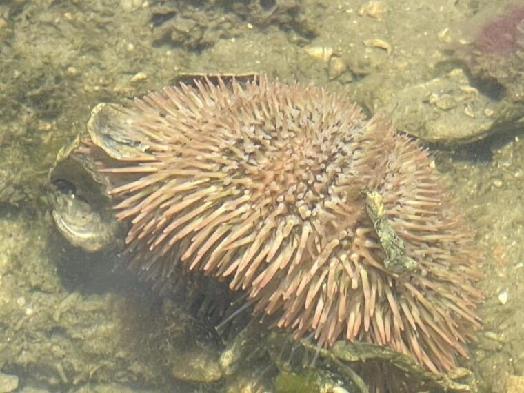 fort-pierce-6-hr-mangroves-coastal-rivers-wildlife-in-fl