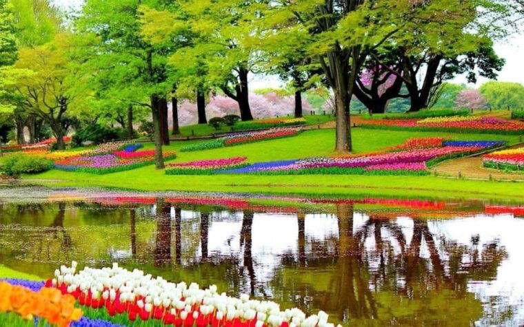 from-amsterdam-private-keukenhof-and-tulip-experience-tour