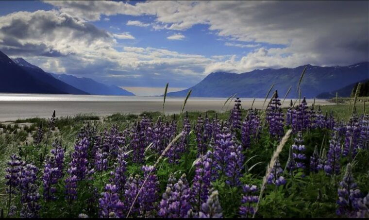 from-anchorage-wilderness-wildlife-glacier-experience