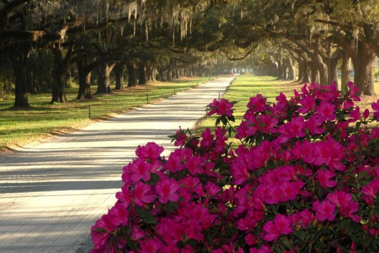 from-charleston-boone-hall-plantation-entry-with-transfers