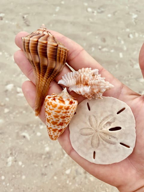 from-goodland-private-shelling-and-dolphin-watching-cruise
