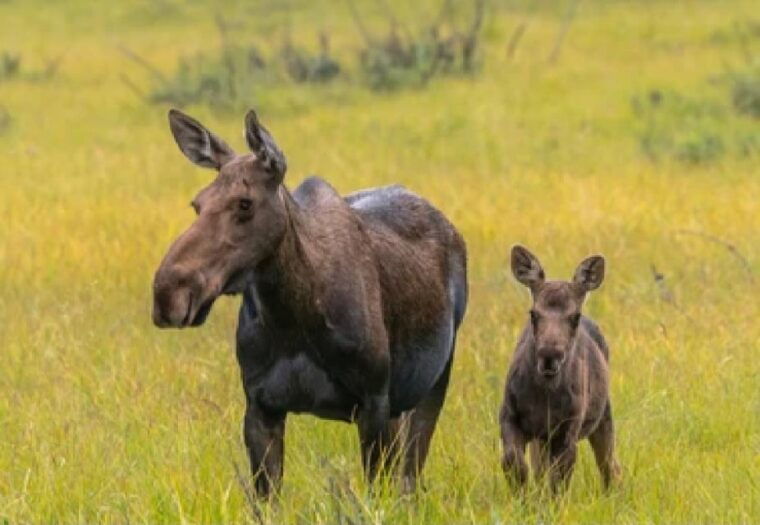 from-jackson-2-day-grand-teton-and-yellowstone-tour