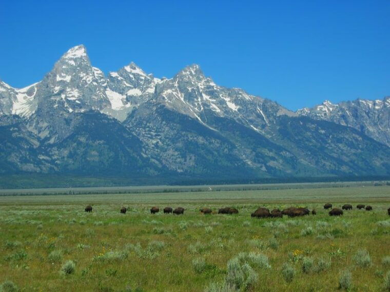 from-jackson-half-day-grand-teton-national-park-tour