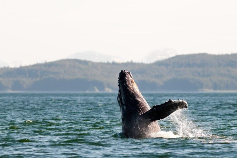 from-juneau-whale-watching-cruise-with-snacks