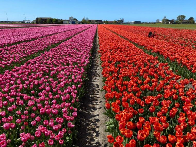 from-lisse-keukenhof-flower-fields-bike-tour