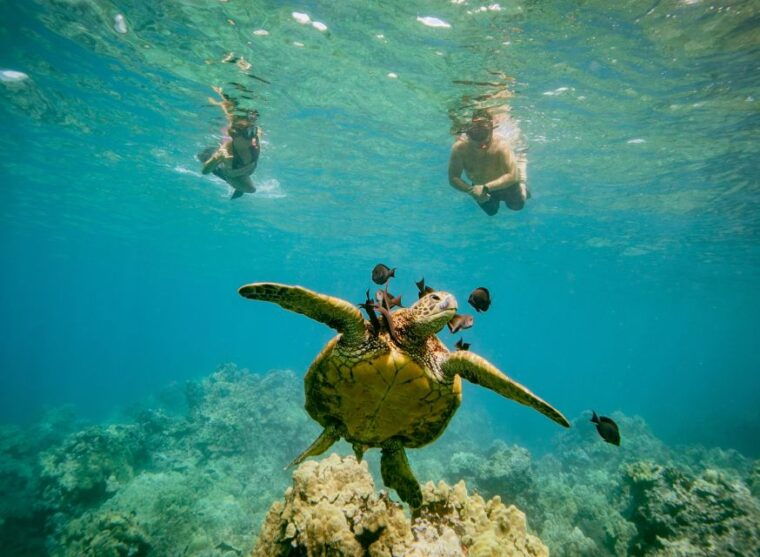 from-maalaea-turtle-town-3-hour-snorkel-and-sail-adventure