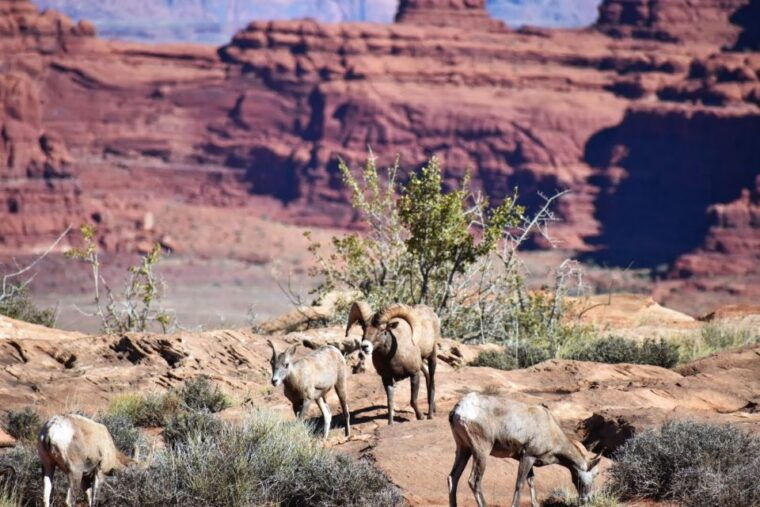 from-moab-canyonlands-4x4-drive-and-colorado-river-rafting