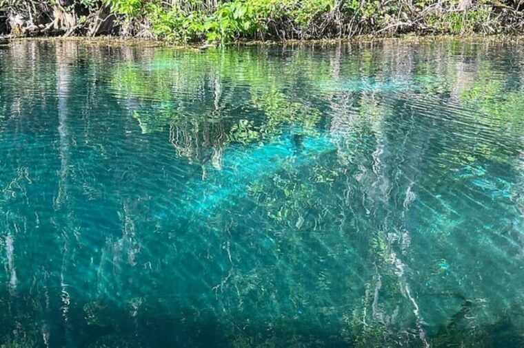 from-orlando-silver-springs-park-and-glass-bottom-boat-tour