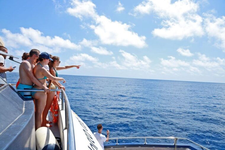 from-palma-3-hour-morning-dolphin-watching-boat-tour