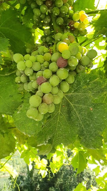 from-porto-day-douro-valley-wine-tour-2-wine-tasting-lunch