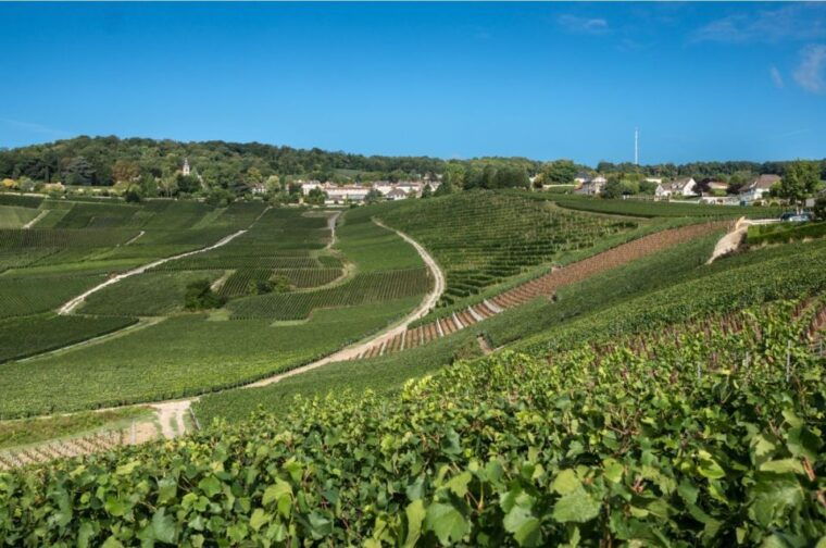 from-reims-champagne-day-trip-to-two-local-domains-lunch