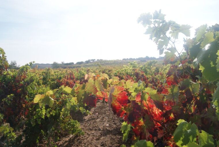 from-san-sebastian-bilbao-vitoria-la-rioja-wineries-tour