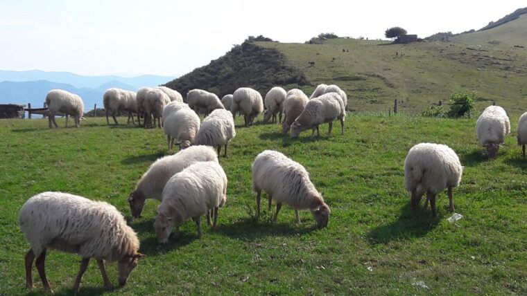 from-san-sebastian-french-basque-countryside-private-tour