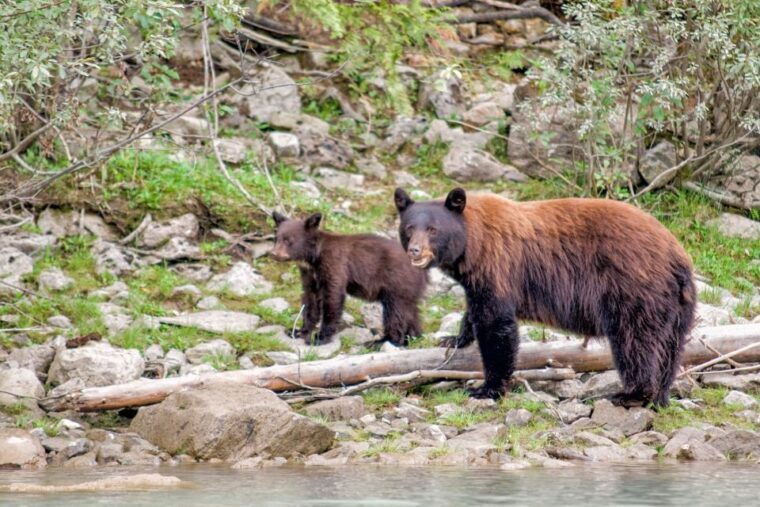 from-seattle-canadian-rockies-7-day-national-parks-tour