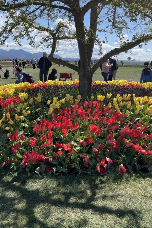 from-seattle-tour-of-skagit-valley-tulip-festival
