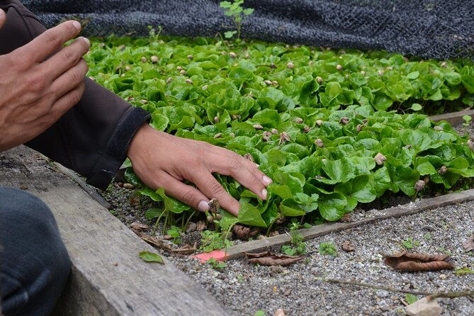 from-seed-to-cup-coffee-experience-at-la-palma-y-el-tucan