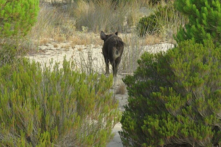 from-seville-donana-national-park-day-trip