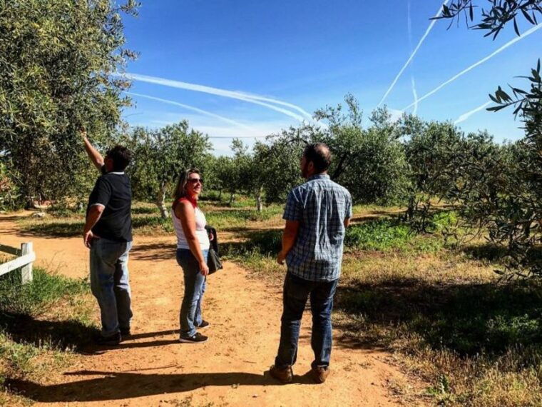 from-seville-olive-oil-farm-tour