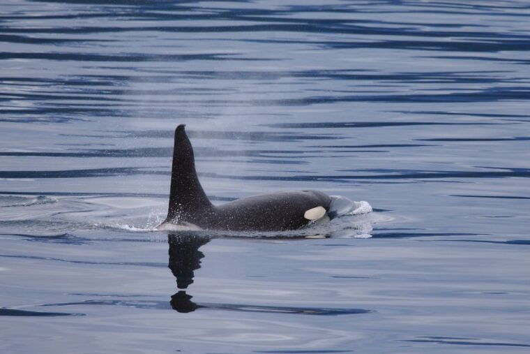 from-valdez-7-5-hour-meares-glacier-wildlife-cruise