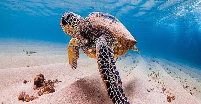 from-waikiki-oahu-grand-circle-island-experience